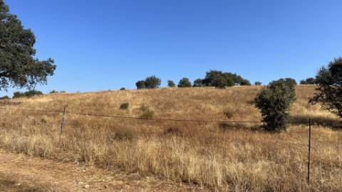 Propriedade com 24 Hectares I Potencial de investimento - PLANTAÇÃO OPUNTIA FICUS-INDICA