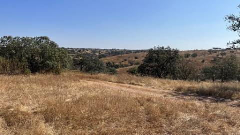 Propriedade com 24 Hectares I Potencial de investimento - PLANTAÇÃO OPUNTIA FICUS-INDICA