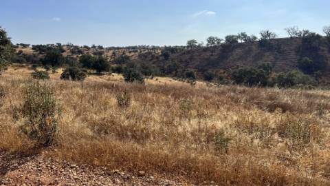 Propriedade com 24 Hectares I Potencial de investimento - PLANTAÇÃO OPUNTIA FICUS-INDICA