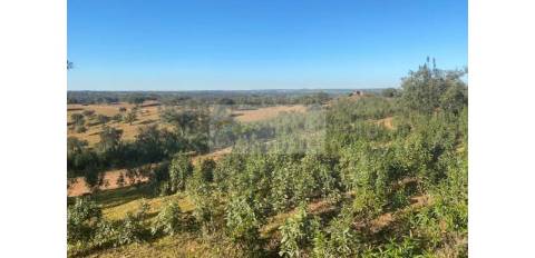 Propriedade em Santa Iria/Serpa - Excelente oportunidade para quem deseja investir em turismo rural