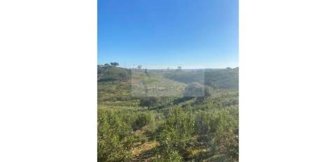 Propriedade em Santa Iria/Serpa - Excelente oportunidade para quem deseja investir em turismo rural