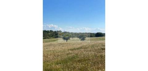 Propriedade com 6,625 hectares em Serpa / Baixo Alentejo