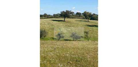 Propriedade com 6,625 hectares em Serpa / Baixo Alentejo