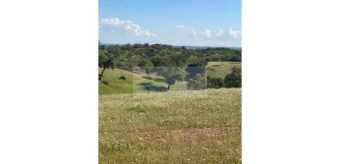 Propriedade com 6,625 hectares em Serpa / Baixo Alentejo