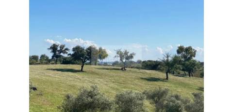 Propriedade com 6,625 hectares em Serpa / Baixo Alentejo