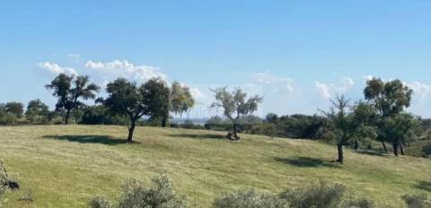 Propriedade com 6,625 hectares em Serpa / Baixo Alentejo