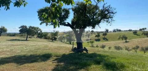 Propriedade com 6,625 hectares em Serpa / Baixo Alentejo