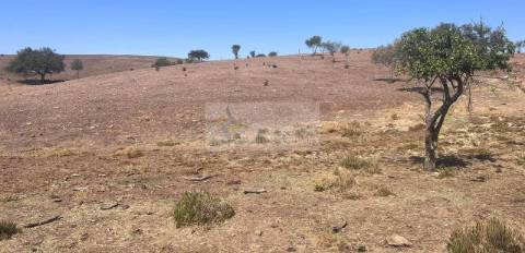 Propriedade com 6,625 hectares em Serpa / Baixo Alentejo