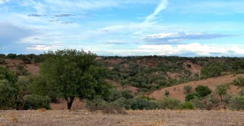 Monte Tipicamente Alentejano - 13 hectares - Baixo Alentejo (Vila Verde de Ficalho)