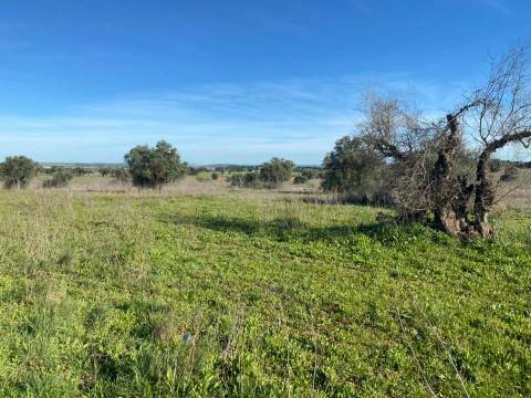 Herdade com 18 Hectares para Venda - próximo à cidade de Beja