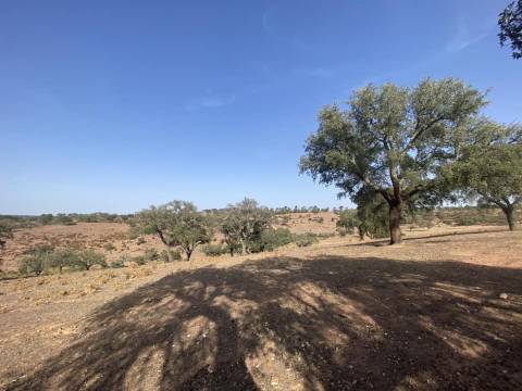 Propriedade de 35 ha - com Monte em Ruínas em Serpa