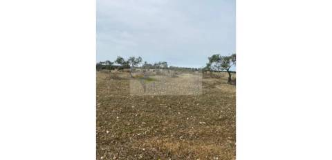 Terreno Agrícola com 5,775 hectares para venda em Vila Nova de São Bento
