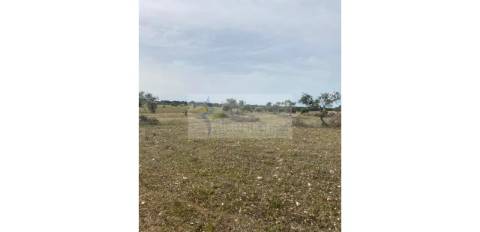 Terreno Agrícola com 5,775 hectares para venda em Vila Nova de São Bento
