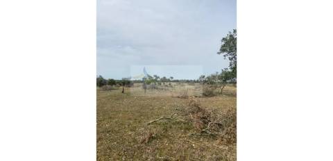 Terreno Agrícola com 5,775 hectares para venda em Vila Nova de São Bento
