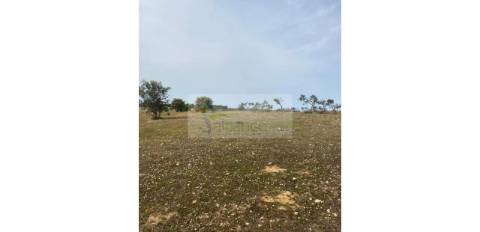 Terreno Agrícola com 5,775 hectares para venda em Vila Nova de São Bento
