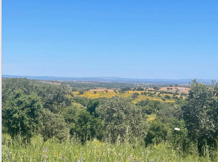 Herdade com 154 hectares em Reguengos de Monsaraz I FORTE POTENCIAL DE RENTABILIDADE