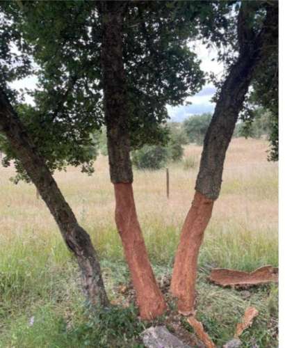 Herdade com 154 hectares em Reguengos de Monsaraz I FORTE POTENCIAL DE RENTABILIDADE