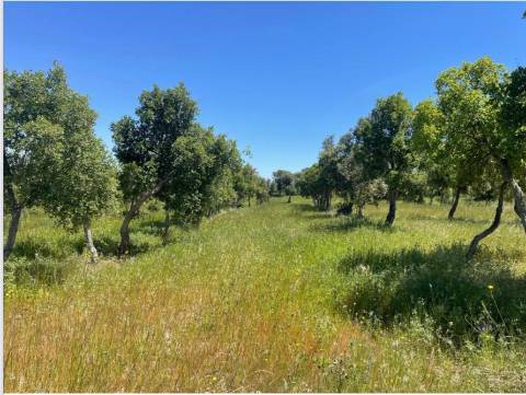 Herdade com 154 hectares em Reguengos de Monsaraz I FORTE POTENCIAL DE RENTABILIDADE