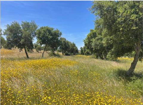Herdade com 154 hectares em Reguengos de Monsaraz I FORTE POTENCIAL DE RENTABILIDADE
