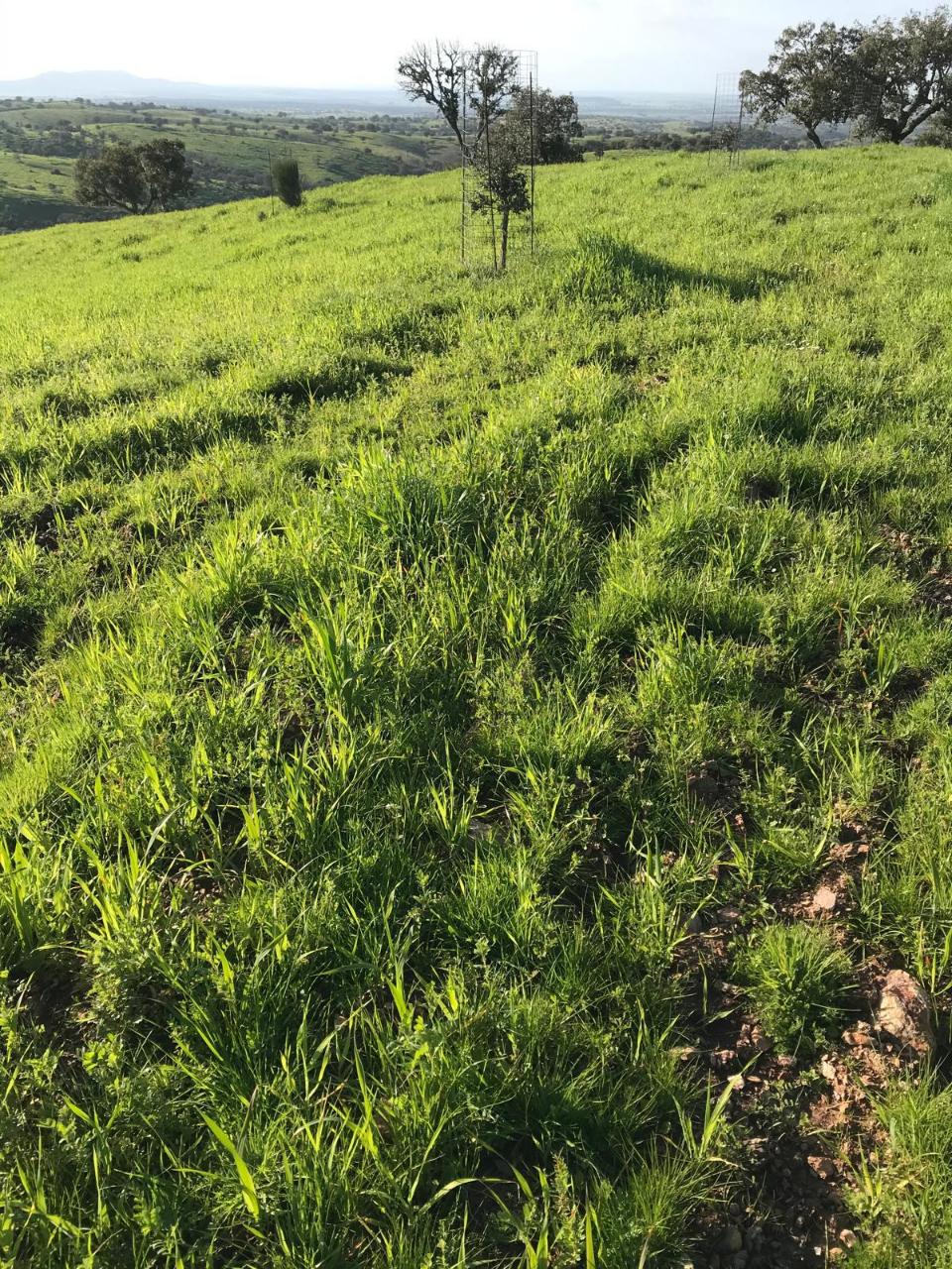 Herdade com 814hectares no Baixo Alentejo / Moura / Fronteira com Espanha