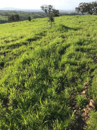 Herdade com 814hectares no Baixo Alentejo / Moura / Fronteira com Espanha