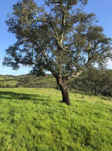 Herdade com 814hectares no Baixo Alentejo / Moura / Fronteira com Espanha