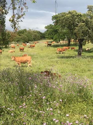 Herdade com 814hectares no Baixo Alentejo / Moura / Fronteira com Espanha