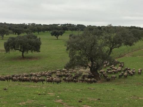 Herdade com 814hectares no Baixo Alentejo / Moura / Fronteira com Espanha