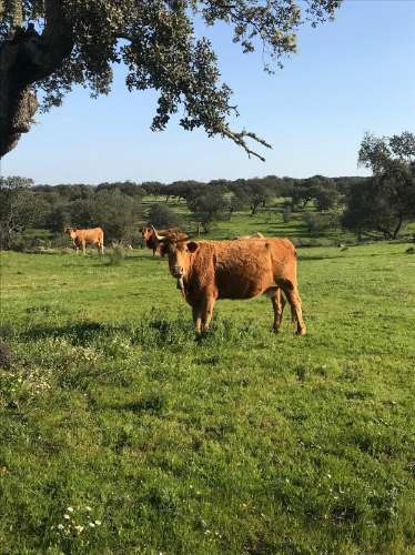 Herdade com 814hectares no Baixo Alentejo / Moura / Fronteira com Espanha