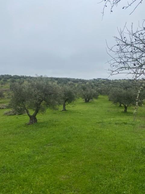 Terreno Misto em Vila Verde de Ficalho - Serpa (Beja, Portugal)