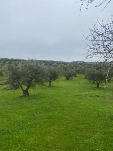 Terreno Misto em Vila Verde de Ficalho - Serpa (Beja, Portugal)