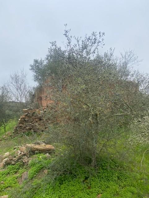 Terreno Misto em Vila Verde de Ficalho - Serpa (Beja, Portugal)