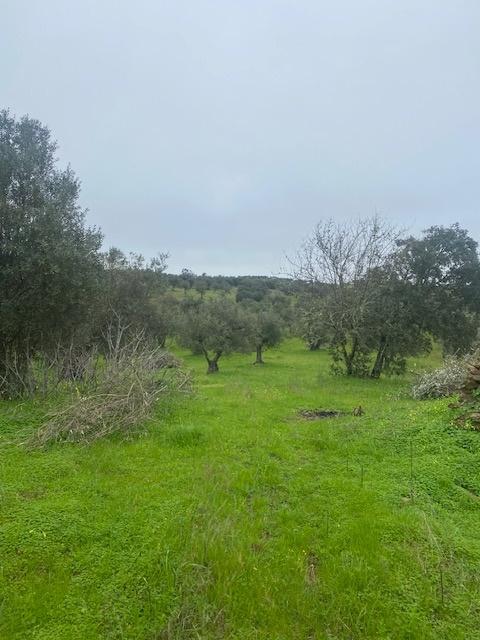 Terreno Misto em Vila Verde de Ficalho - Serpa (Beja, Portugal)