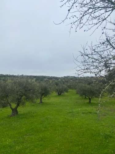 Terreno Misto em Vila Verde de Ficalho - Serpa (Beja, Portugal)