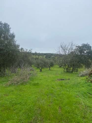 Terreno Misto em Vila Verde de Ficalho - Serpa (Beja, Portugal)