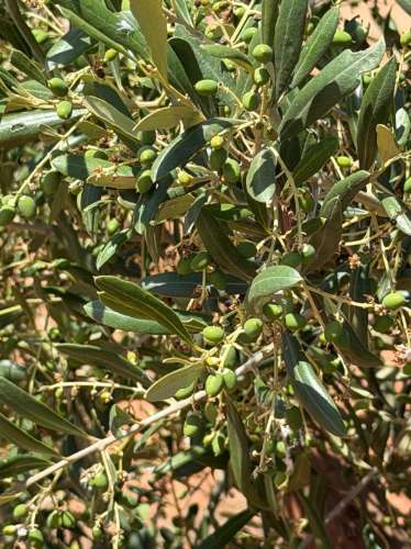 Venda de Sociedade Agrícola com Olival Superintensivo de Elevada Rentabilidade