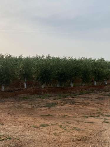 Venda de Sociedade Agrícola com Olival Superintensivo de Elevada Rentabilidade