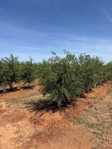 Venda de Sociedade Agrícola com Olival Superintensivo de Elevada Rentabilidade