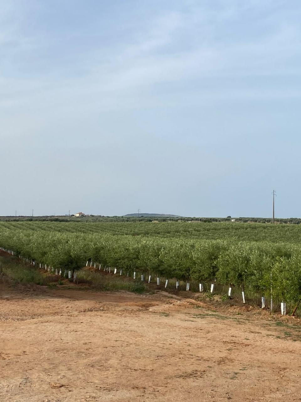 Venda de Sociedade Agrícola com Olival Superintensivo de Elevada Rentabilidade