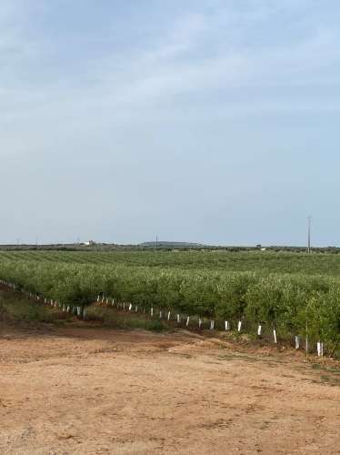 Venda de Sociedade Agrícola com Olival Superintensivo de Elevada Rentabilidade