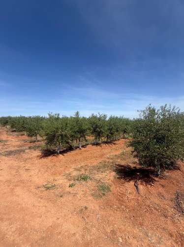 Venda de Sociedade Agrícola com Olival Superintensivo de Elevada Rentabilidade