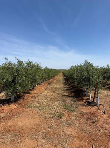 Venda de Sociedade Agrícola com Olival Superintensivo de Elevada Rentabilidade