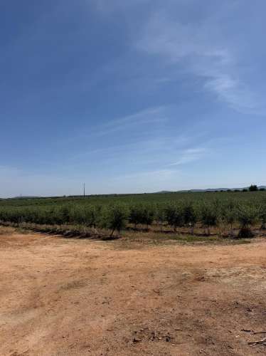 Venda de Sociedade Agrícola com Olival Superintensivo de Elevada Rentabilidade