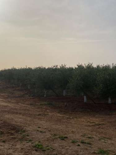 Venda de Sociedade Agrícola com Olival Superintensivo de Elevada Rentabilidade