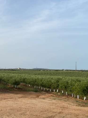 Venda de Sociedade Agrícola com Olival Superintensivo de Elevada Rentabilidade
