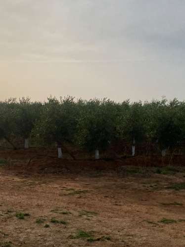 Venda de Sociedade Agrícola com Olival Superintensivo de Elevada Rentabilidade