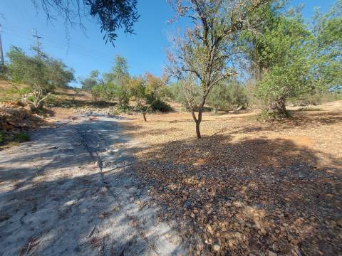 Quintinha com casa antiga a 15 minutos de Albufeira com furo !