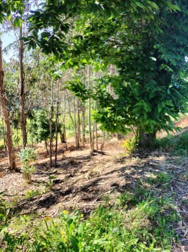 Terreno Urbano com vistas deslumbrantes- Salgueiral, Luso