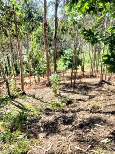 Terreno Urbano com vistas deslumbrantes- Salgueiral, Luso