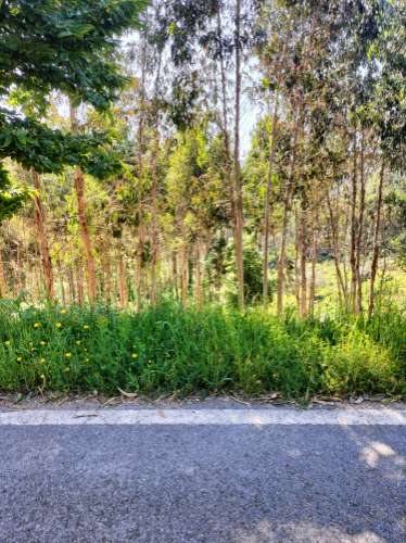 Terreno Urbano com vistas deslumbrantes- Salgueiral, Luso